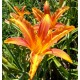 Hemerocallis fulva var littorea