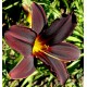 Hemerocallis 'American Revolution'