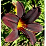 Hemerocallis 'American Revolution'