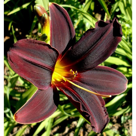 Hemerocallis 'American Revolution'