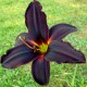 Hemerocallis 'American Revolution'