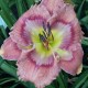 Hemerocallis 'Angel Love'