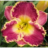 Hemerocallis 'Beacon at Dusk'