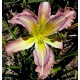 Hemerocallis 'Rainbow Maker'