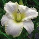 Hemerocallis 'Blizzard Bay'