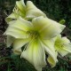 Hemerocallis 'Benzinger BMLWHUF'