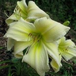 Hemerocallis 'Benzinger BMLWHUF'