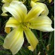 Hemerocallis 'Benzinger BMLWHUF'