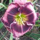 Hemerocallis 'Blueberry Dream'