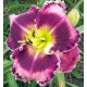 Hemerocallis 'Blueberry Dream'