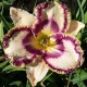 Hemerocallis 'Born to Be Wild'