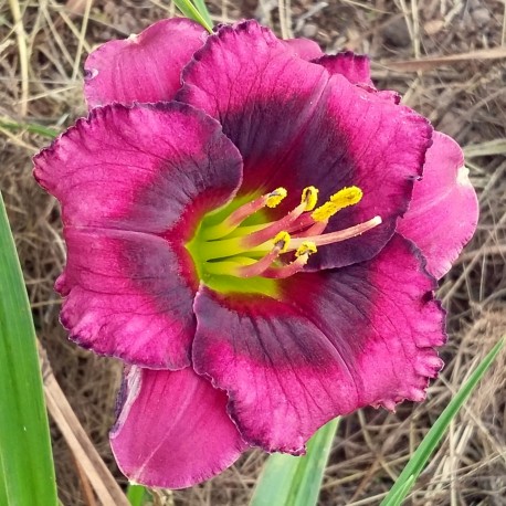 Hemerocallis 'Brodway Elf'