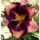 Hemerocallis 'Bulletproof'