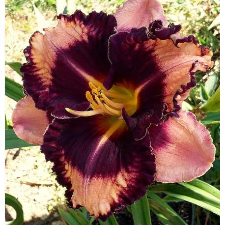 Hemerocallis 'Bulletproof'