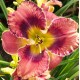 Hemerocallis 'Butterfly Cove'