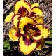 Hemerocallis 'Buzzun Dozen'