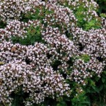 Origanum vulgare Compactum