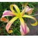 Hemerocallis 'Banshee Craddle Song'