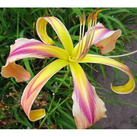 Hemerocallis 'Banshee Craddle Song'