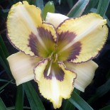 Hemerocallis 'Cat Scratch Fever'