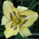 Hemerocallis 'Cat Scratch Fever'