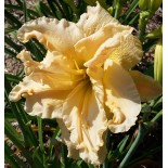 Hemerocallis 'Osiris Chant de l'Ange'