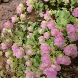 Origanum rotundifolium 'Kent Beauty''