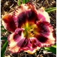 Hemerocallis 'Autumn Concerto'