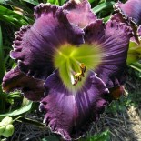 Hemerocallis 'Desire of Nations'