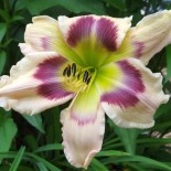 Hemerocallis 'Element of Life'