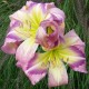 Hemerocallis 'English Skies'