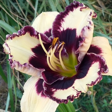 Hemerocallis 'Ima Bigtimer'