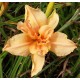 Hemerocallis 'Waving at You'