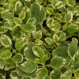 Origanum vulgare 'Polyphant'