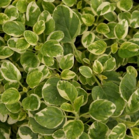 Origanum vulgare 'Polyphant'