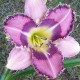 Hemerocallis 'When Stars Align'