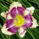 Hemerocallis 'Kaleidoscope Jungle Cat'