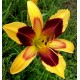 Hemerocallis 'Indian Sky'