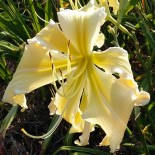 Hemerocallis 'Heavenly Curls'