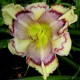 Hemerocallis 'Kaleidoscope Jungle Cat'