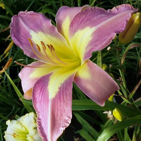 Hemerocallis 'Aerial Applique'