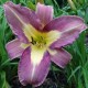 Hemerocallis 'Aerial Applique'