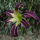 Hemerocallis 'Moonshine Shadows'