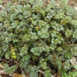 Acaena microphylla 'Grünen Zwerg'