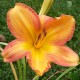 Hemerocallis 'Wild One'