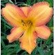 Hemerocallis 'Wild One'