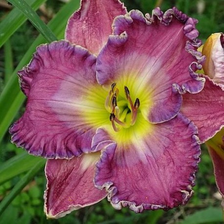 Hemerocallis 'Danny Steve Mitchell'