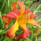 Hemerocallis 'Chesapeake Crablegs'