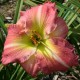 Hemerocallis 'Becky Lynn'