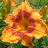 Hemerocallis 'Bull Durham'